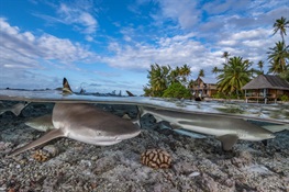 Countries Announce Push to Fully Regulate Global Shark Fin Trade